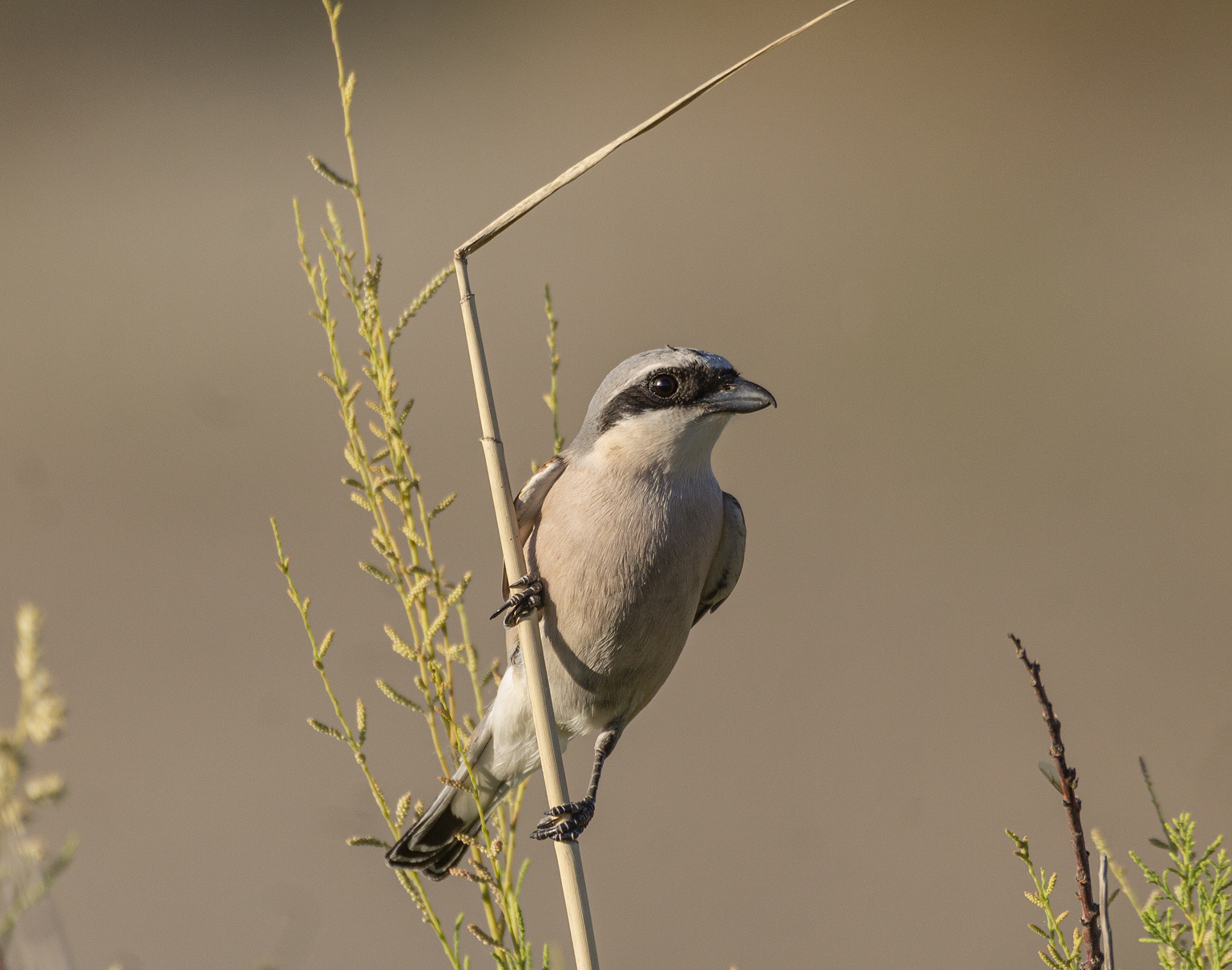 Lesser Gray Shrike